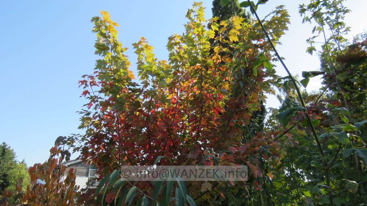 Acer rubrum Jeffersred Herbst 2015-10-10 001.JPG